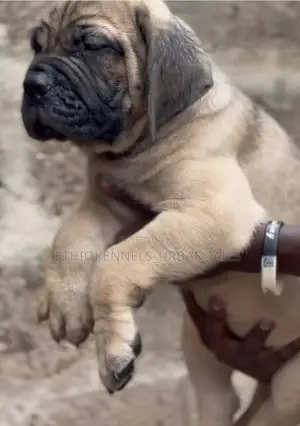1-3 months Male Purebred Bullmastiff