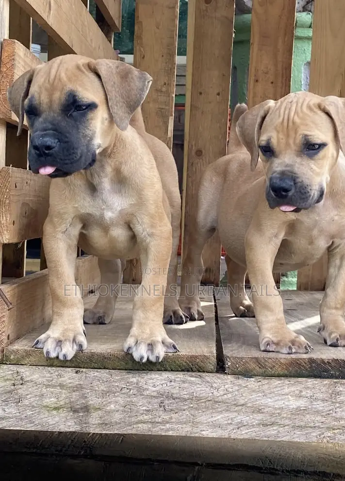 1-3 months Male Purebred Boerboel