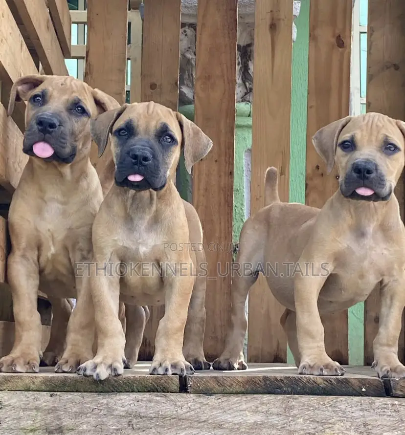 1-3 months Male Purebred Boerboel