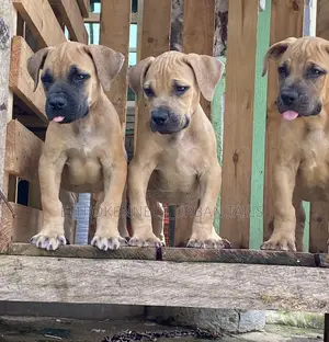 1-3 months Male Purebred Boerboel