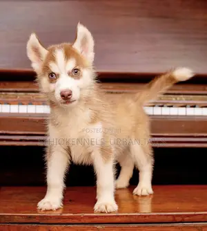Photo - 1-3 months Male Purebred Siberian Husky