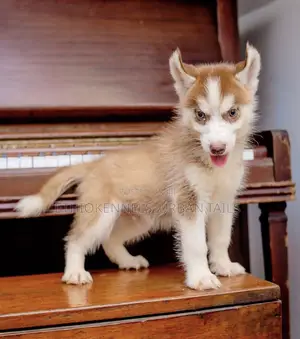 1-3 months Male Purebred Siberian Husky