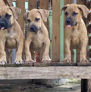 Photo - 1-3 months Male Purebred Boerboel