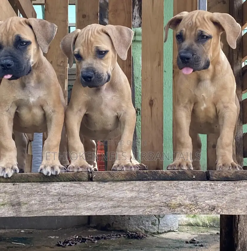 1-3 months Male Purebred Boerboel