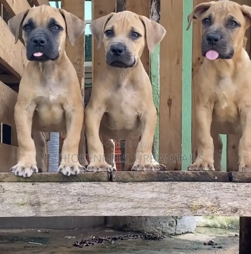 1-3 months Male Purebred Boerboel