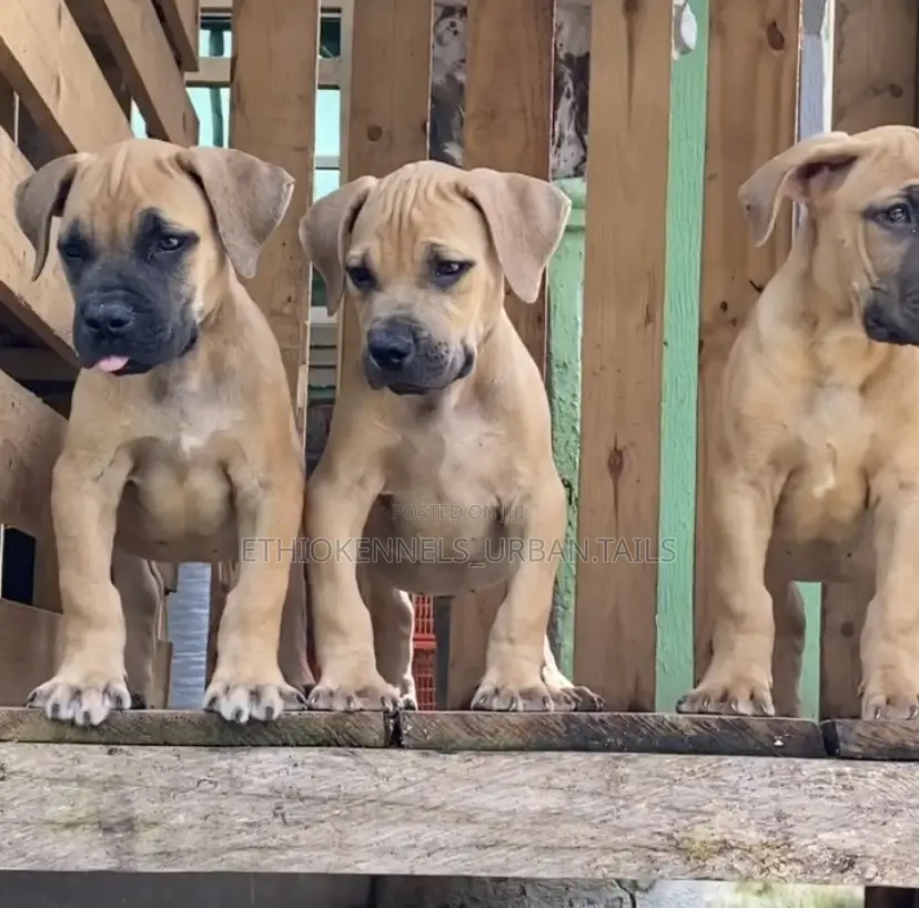 1-3 months Male Purebred Boerboel
