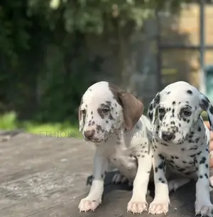 1-3 months Male Purebred Dalmatian