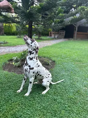 Photo - 1-3 months Male Purebred Dalmatian