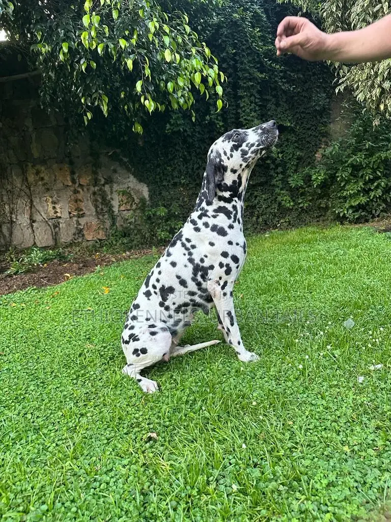1-3 months Male Purebred Dalmatian