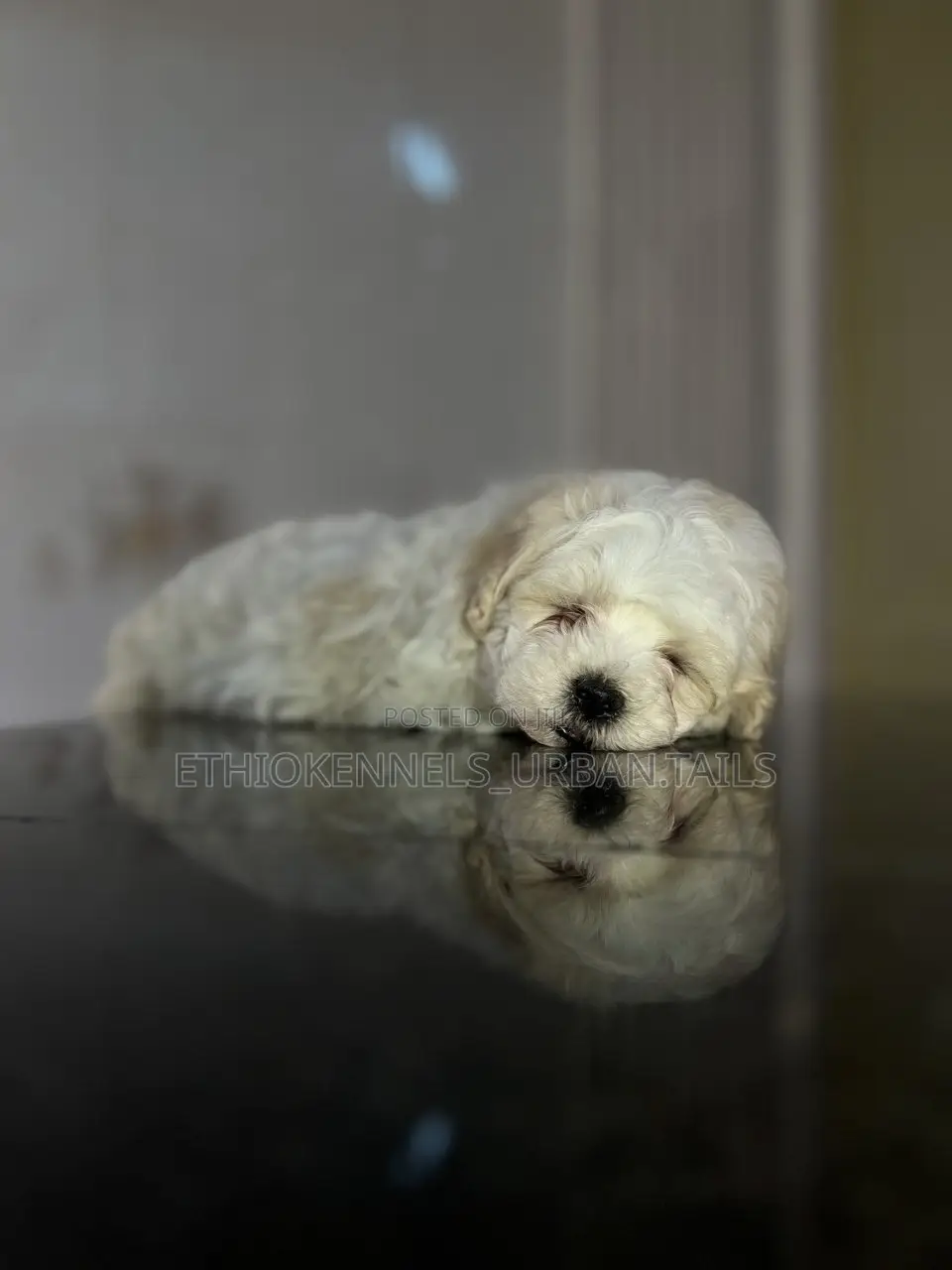 1-3 months Male Purebred Maltese