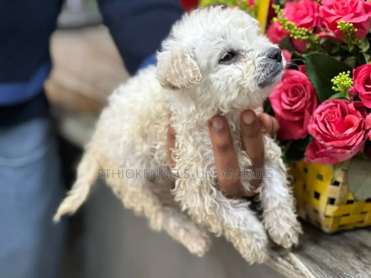 1-3 months Male Purebred Maltese
