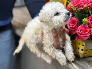 1-3 months Male Purebred Maltese