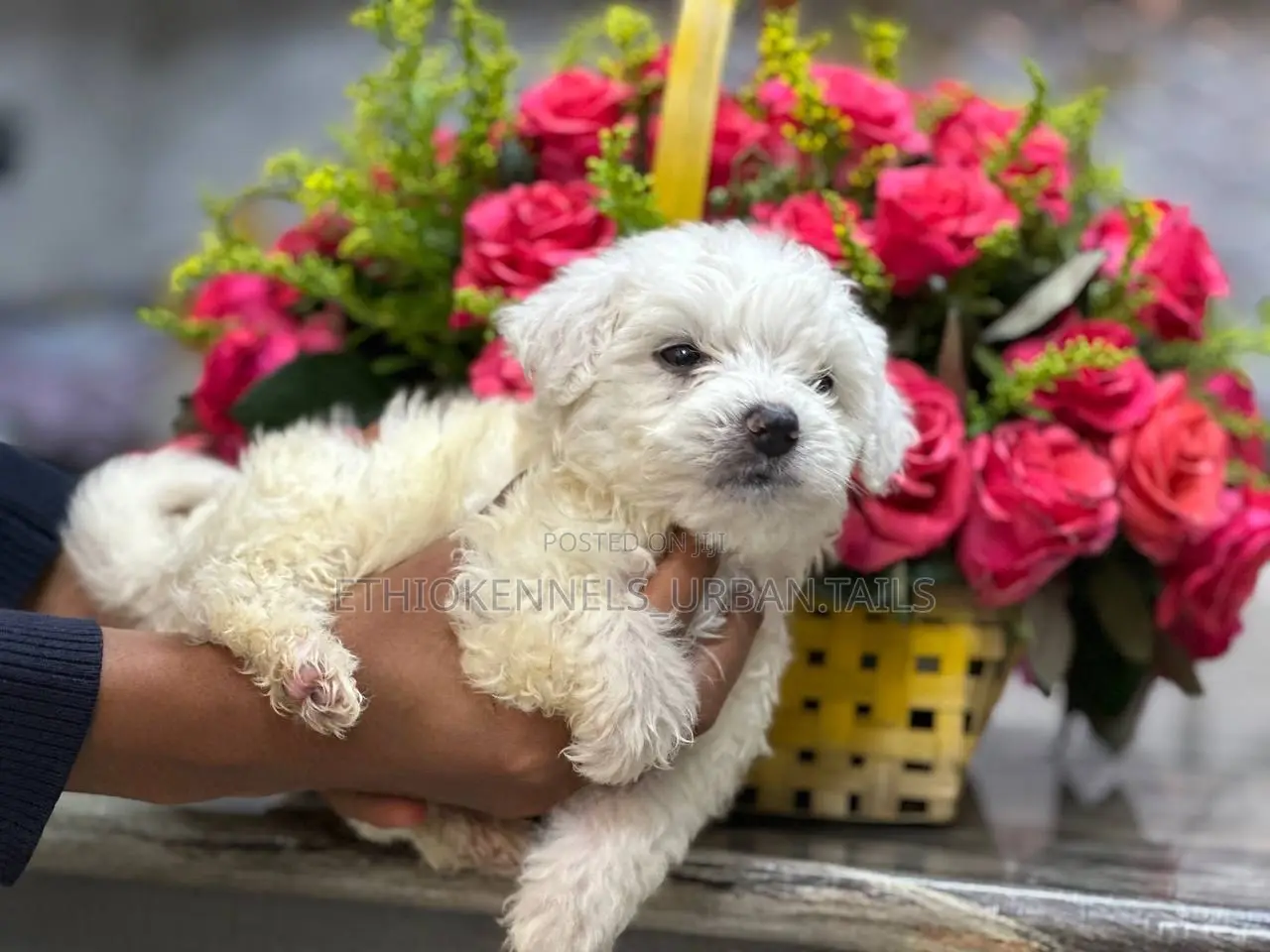 1-3 months Female Purebred Maltese