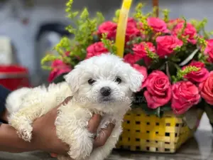 1-3 months Female Purebred Maltese