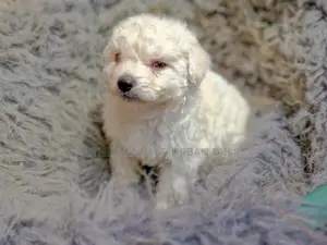 Photo - 1-3 months Male Purebred Maltese
