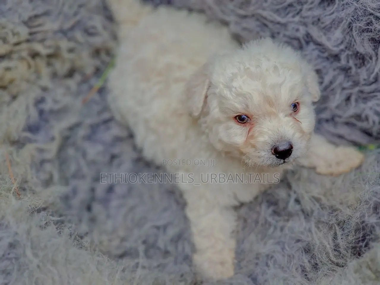 1-3 months Male Purebred Maltese