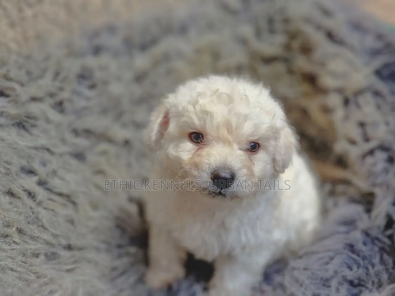 1-3 months Male Purebred Maltese