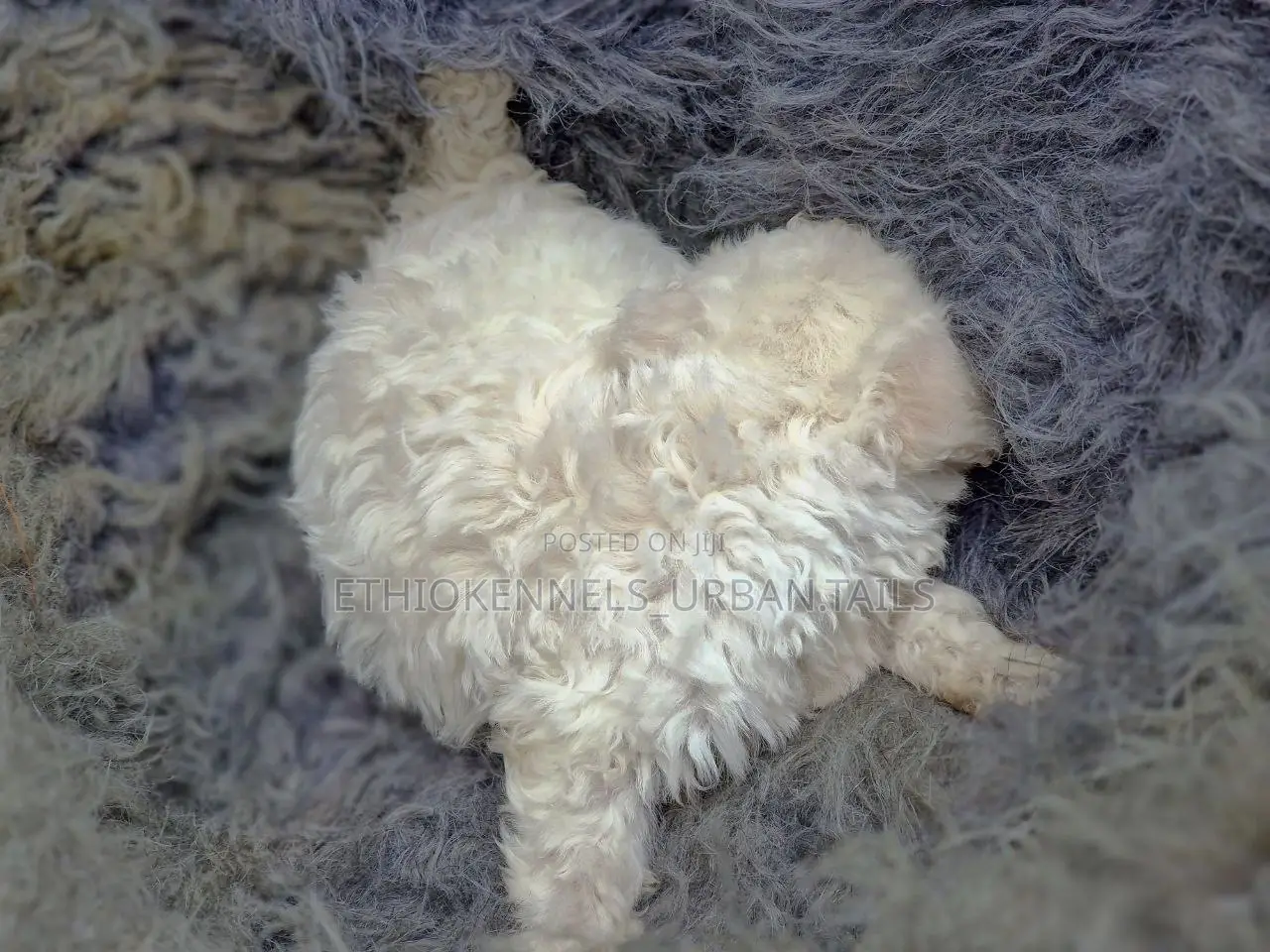 1-3 months Male Purebred Maltese