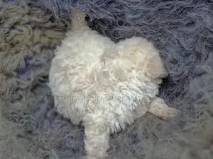 1-3 months Male Purebred Maltese