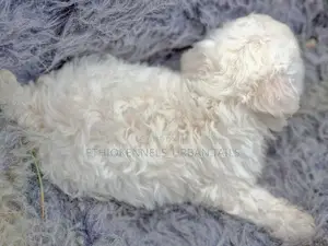 1-3 months Male Purebred Maltese