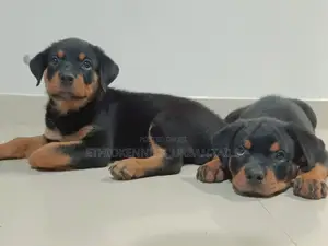 Photo - 1-3 months Male Purebred Rottweiler