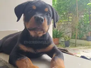 1-3 months Male Purebred Rottweiler