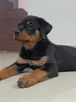 1-3 months Male Purebred Rottweiler