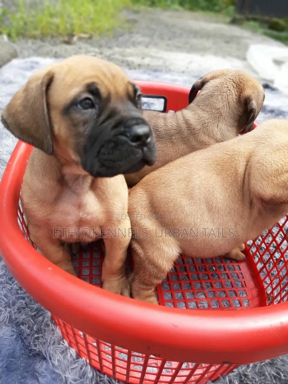1-3 months Male Purebred Bullmastiff