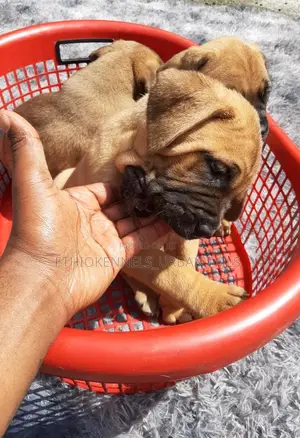 Photo - 1-3 months Male Purebred Bullmastiff