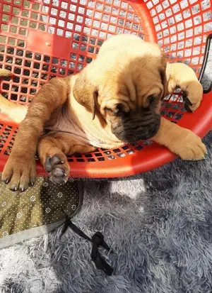 1-3 months Male Purebred Bullmastiff