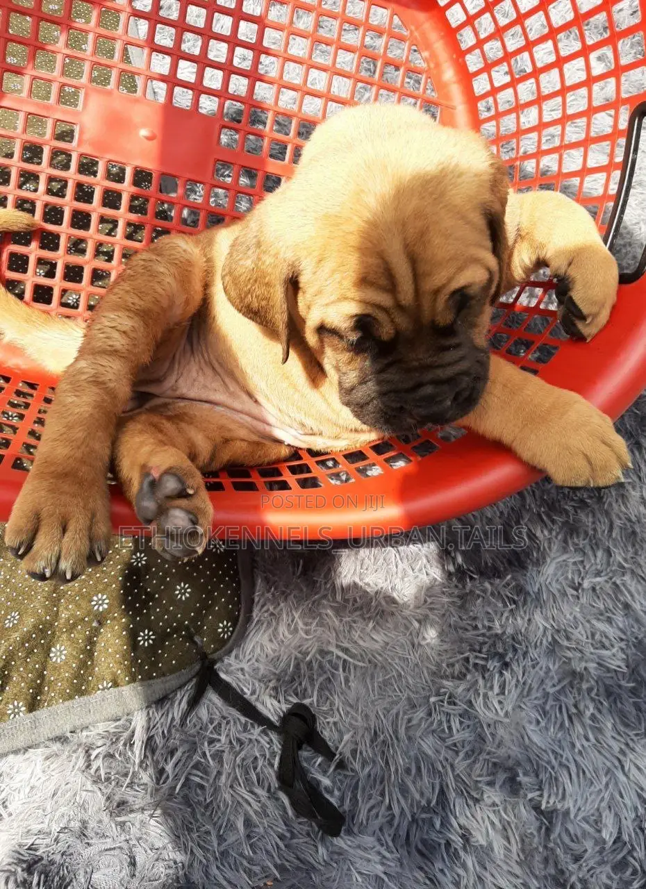 1-3 months Male Purebred Bullmastiff