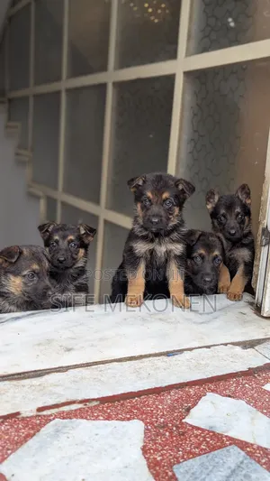 Photo - 1-3 months Male Purebred German Shepherd