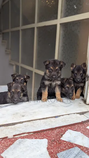 1-3 months Male Purebred German Shepherd