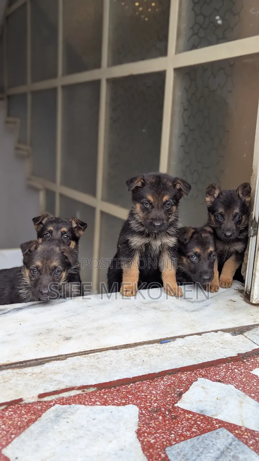 1-3 months Male Purebred German Shepherd