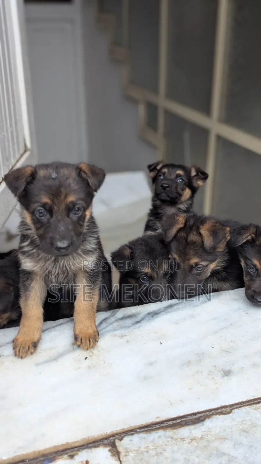 1-3 months Male Purebred German Shepherd