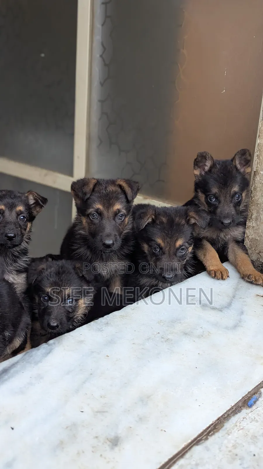 1-3 months Male Purebred German Shepherd