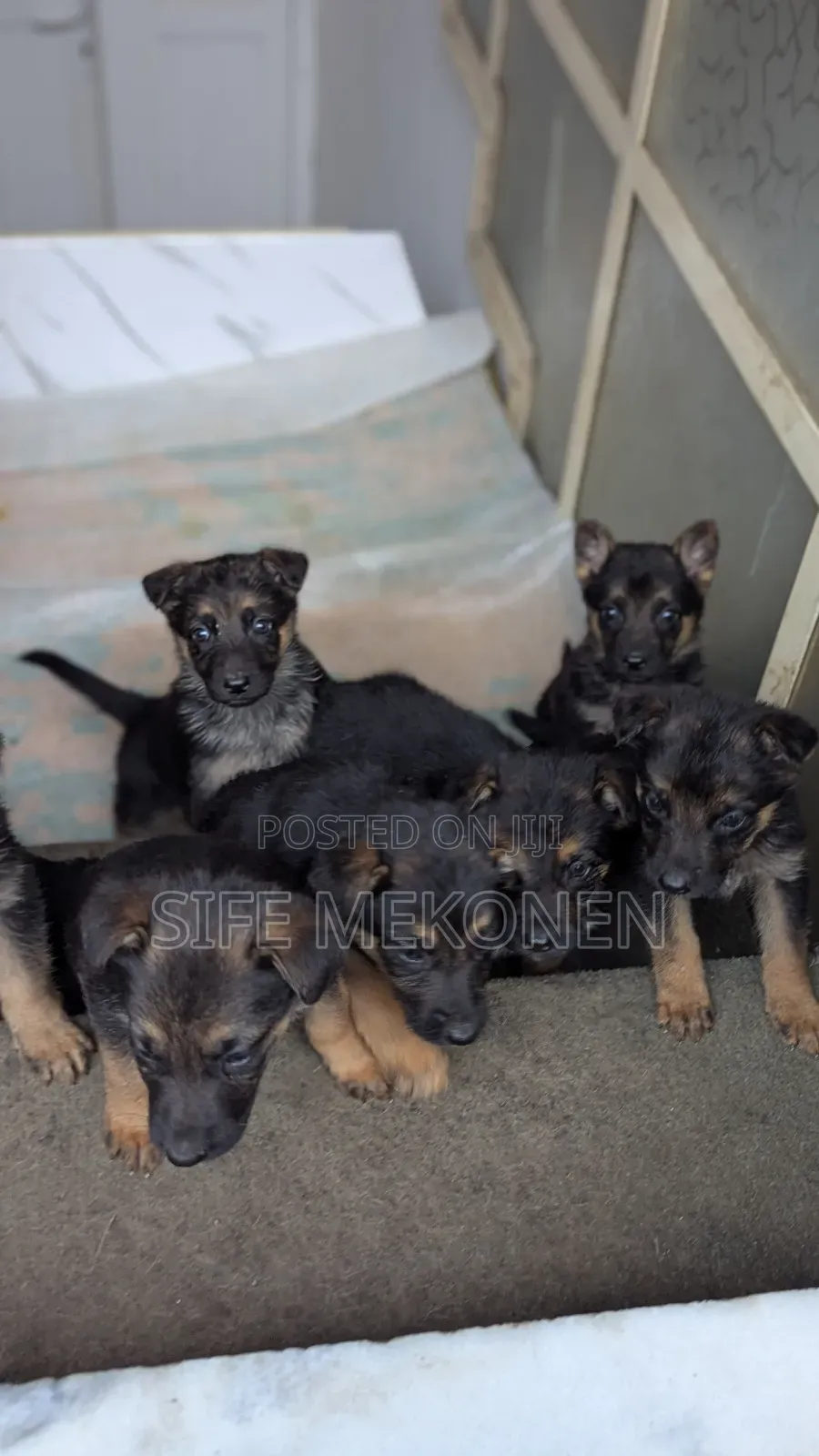 1-3 months Male Purebred German Shepherd