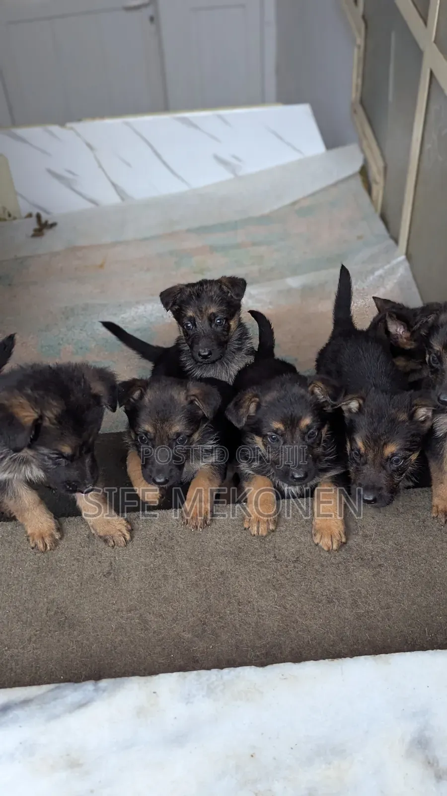 1-3 months Male Purebred German Shepherd