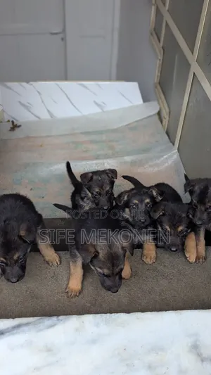 1-3 months Male Purebred German Shepherd