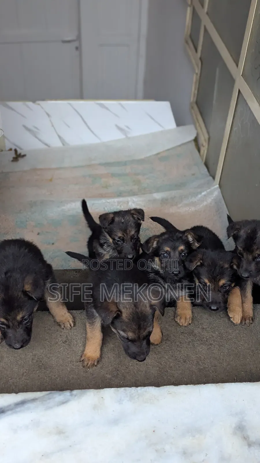 1-3 months Male Purebred German Shepherd