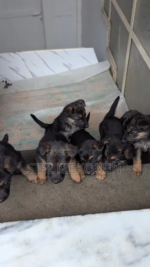 1-3 months Male Purebred German Shepherd