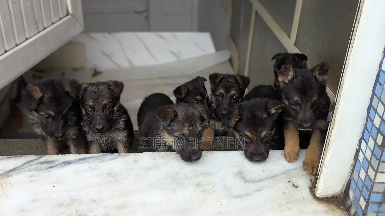 1-3 months Male Purebred German Shepherd