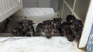 1-3 months Male Purebred German Shepherd