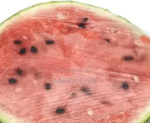 100 PCS Plastic Warb