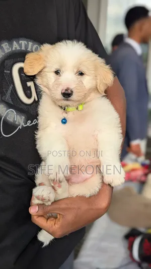 Photo - 1-3 months Male Purebred Maltese