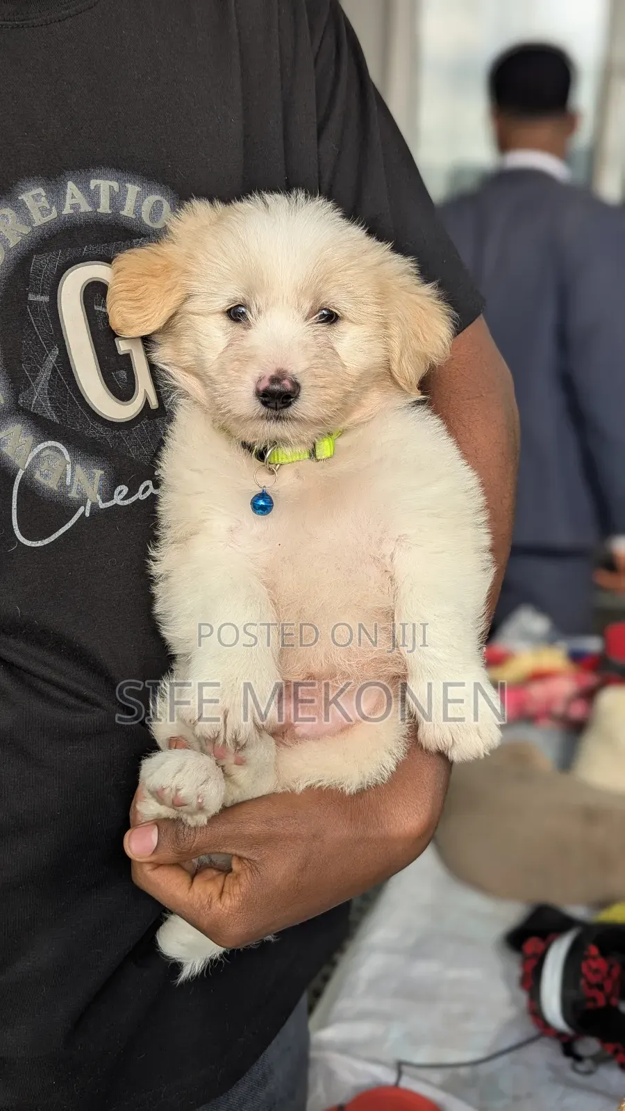 1-3 months Male Purebred Maltese