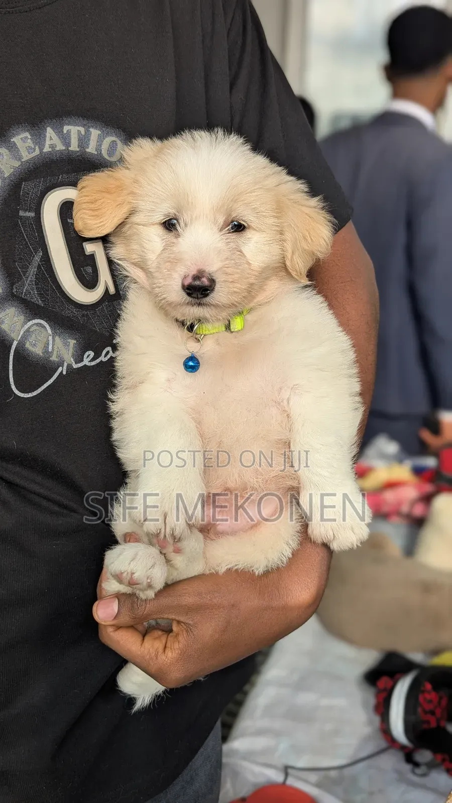 1-3 months Male Purebred Maltese