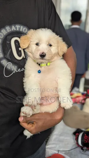1-3 months Male Purebred Maltese
