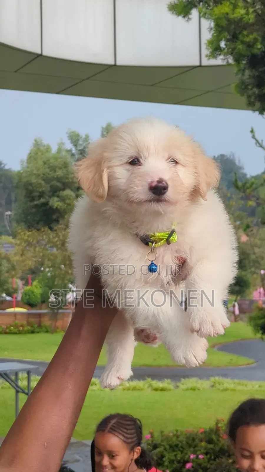 1-3 months Male Purebred Maltese