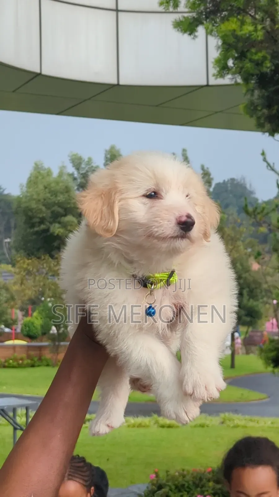 1-3 months Male Purebred Maltese